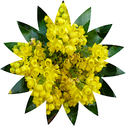 Symbolbild für Oregon Wildflower Search