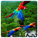 Cover Image of Download Wild birds with charm 1.0.0 APK