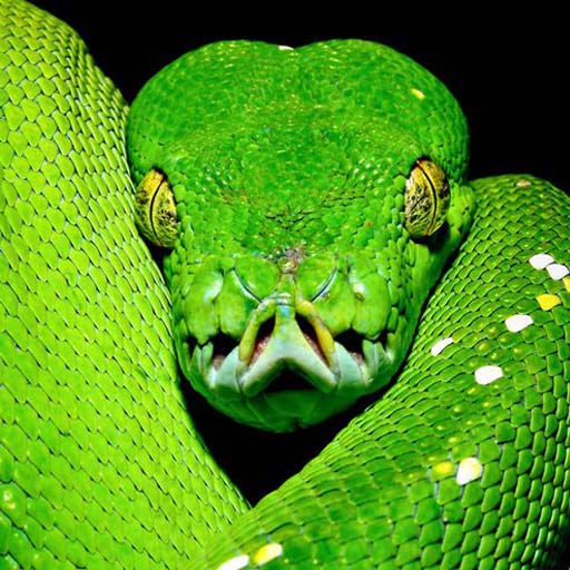 Bamboo Pit Viper Wallpapers logo