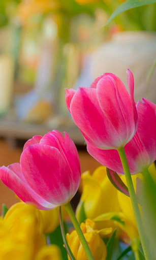 Garden Live Wallpaper