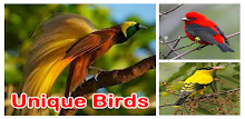 Unique birds APK