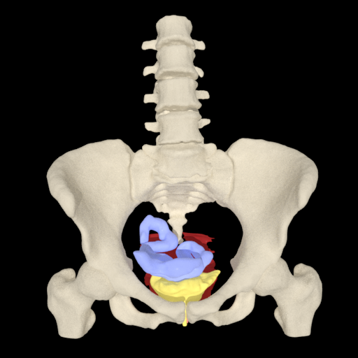 myProlapse: Anatomy of Post-Hy logo
