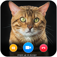 Cat Video Calling & Chat Simulator