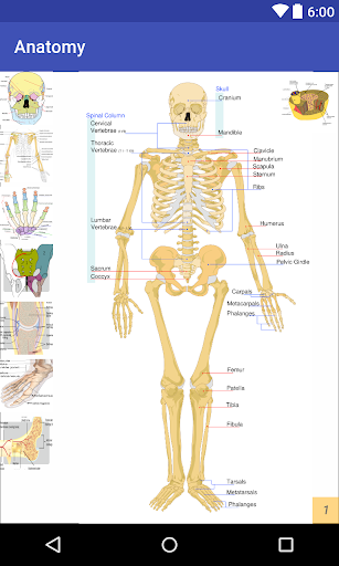 Easy Anatomy Screen 2
