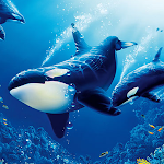 Cover Image of Tải xuống The Killer Whale 1.0.1 APK