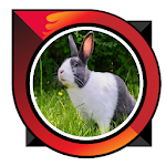 Cover Image of Baixar how to raise rabbits  APK