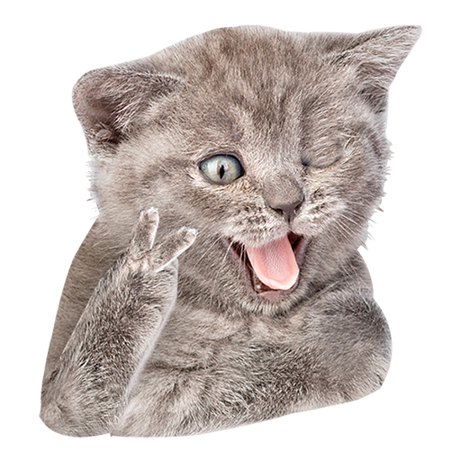 Cats HD Wallpapers logo