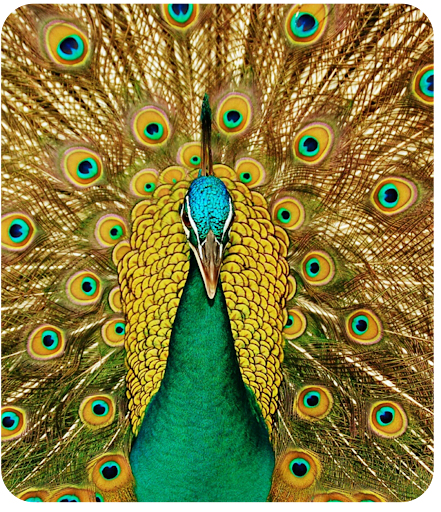 Peacock Wallpaper HD Screen 3