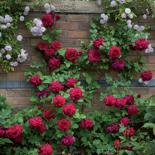 Rose Garden - AppWisp.com
