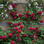 Cover Image of Download Rose Garden  APK
