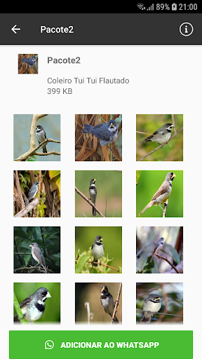 Coleiro Tui Tui Flautado