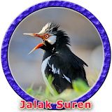 Suara Master Jalak Suren MP3 icon
