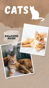 Wallpaper Kucing Imut