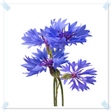Bluebonnet Flowers Onet Game icon