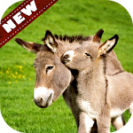 Cover Image of Download Donkey wallpaper 4.0.0 APK