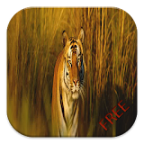 Tiger Game icon