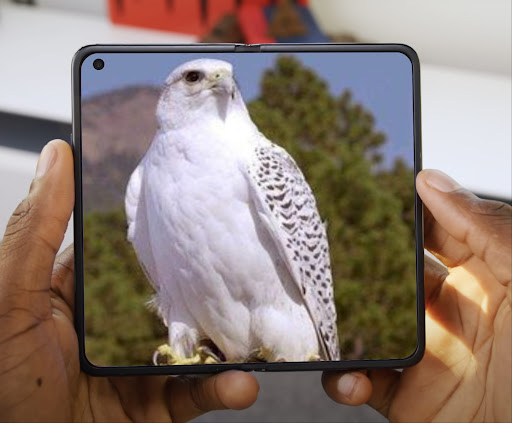Android application Falcon wallpapers screenshort