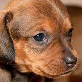 dachshund puppy wallpaper icon
