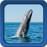 Whale Live Wallpapers icon