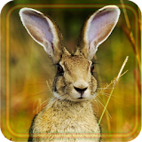 Hares Best LWP icon