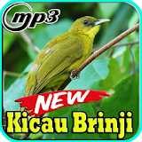 Kicau Burung Brinji Top Mp3 icon