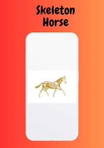 Horse Anatomy - 3D Horse