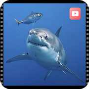 Top 30 Entertainment Apps Like Marine animal documentaries - Best Alternatives