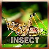Insect Sound Collections icon