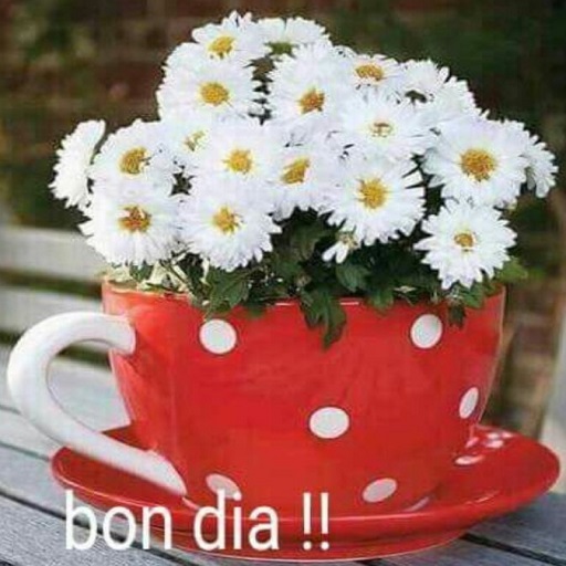 Android application BON DIA! screenshort