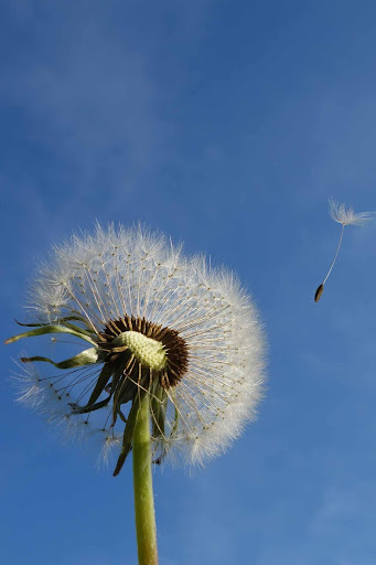 Dandelion Live Wallpaper