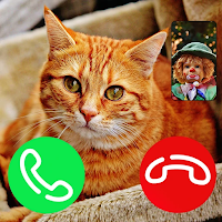 cat fake video call  video call cat prank