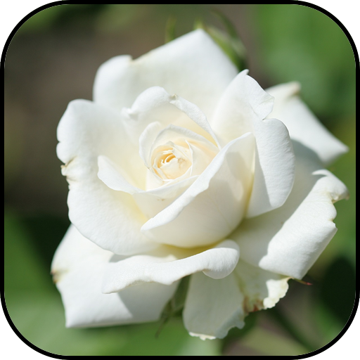 White roses wallpapers 10.95 Icon