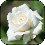 Cover Image of Descargar White roses wallpapers  APK