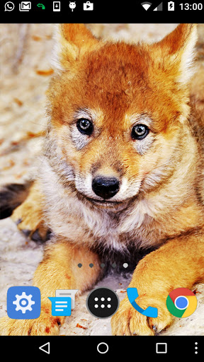 baby wolf wallpaper Screen 2