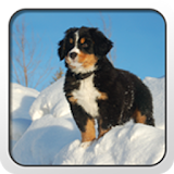 Bernese Mountain Dog Theme icon