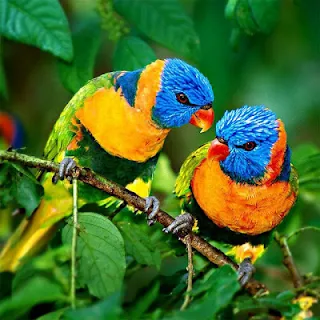 Birds Jigsaw Puzzles