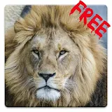 Free Lions HD Live Wallpaper icon