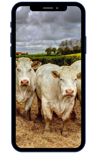 Cow Wallpapers Screen 2