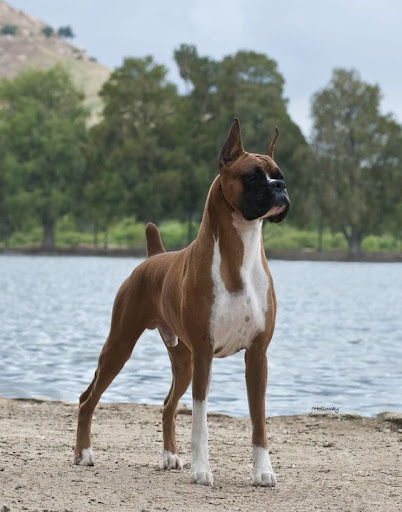 Android application Boxer Dogs Wallpapers screenshort