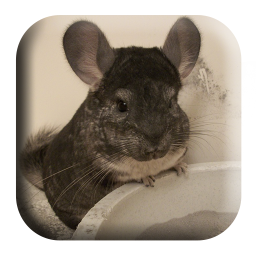 Chinchilla Sounds - AppWisp.com