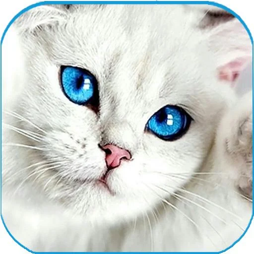 Download Cute Cat wallpaper - Kitten im (16).apk for Android 