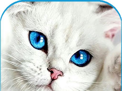 【ベストコレクション】 ��紙 猫 かわいい 子猫 177621-デスクトップ 壁紙 フリー 猫