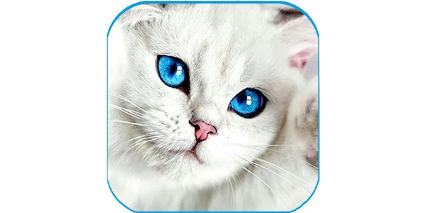 かわいい猫の壁紙 子猫の画像 Google Play のアプリ