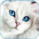 かわいい猫の壁紙-子猫の画像 - Androidアプリ