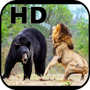 Wild Animal Documentaries HD ?????????