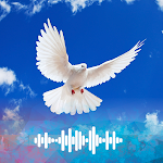 Cover Image of Скачать Pigeon sounds  APK