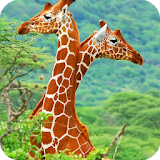Giraffe Live Wallpaper icon