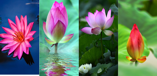 Lotus Wallpaper on Windows PC Download Free  -  ..lotuspicture