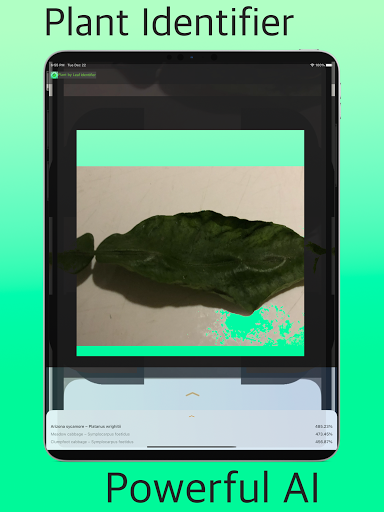 Plant by Leaf Identifier