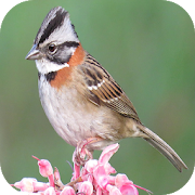 Top 34 Music & Audio Apps Like Bird songs of TicoTico - Best Alternatives